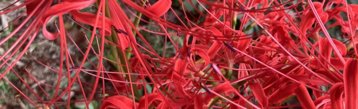 2025年度埼玉県支部総会実施報告書